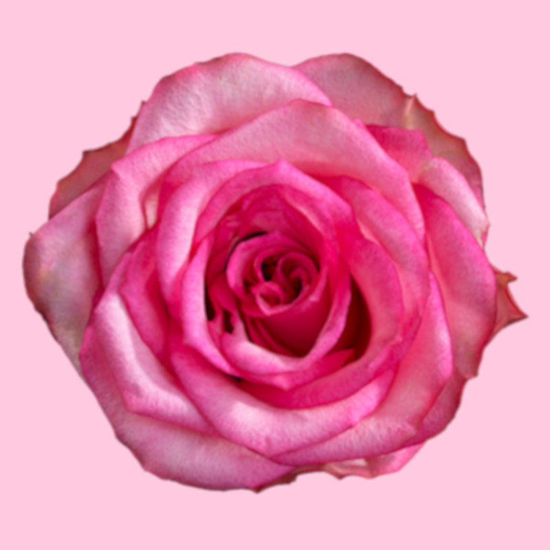 ดอกกุหลาบสีชมพู